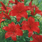 Hectarul - Bulbi de crin Grand Paradiso, 2 bulbi